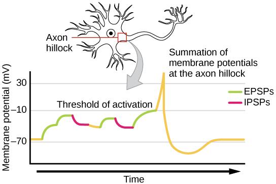 Illustration shows the location of the axon hillock, which is the area connecting the neuron body to the axon. A graph shows the summation of membrane potentials at the axon hillock, plotted as membrane potential in millivolts versus time. Initially, the membrane potential at the axon hillock is -70 millivolts. A series of EPSPs and IPSPs cause the potential to rise and fall. Eventually, the potential increases to the threshold of excitation. At this point the nerve fires, resulting in a sharp increase in