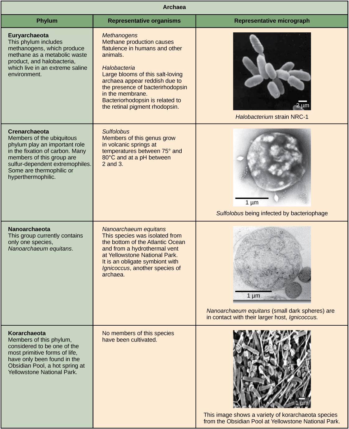 Characteristics of the four phyla of archaea are described. Euryarchaeotes includes methanogens, which produce methane as a metabolic waste product, and halobacteria, which live in an extreme saline environment. Methanogens cause flatulence in humans and other animals. Halobacteria can grow in large blooms that appear reddish, due to the presence of bacterirhodopsin in the membrane. Bacteriorhodopsin is related to the retinal pigment rhodopsin. Micrograph shows rod-shaped Halobacterium. Members of the ubi