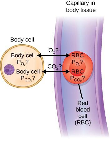 This figure shows a red blood cell in a capillary and a nearby body cell. Double arrows indicate that oxygen and carbon dioxide flow between the red blood cell and the body cell, but do not indicate the direction of flow.