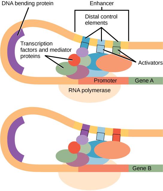 Eukaryotic gene expression is controlled by a promoter immediately adjacent to the gene, and an enhancer far upstream. The DNA folds over itself, bringing the enhancer next to the promoter. Transcription factors and mediator proteins are sandwiched between the promoter and the enhancer. Short DNA sequences within the enhancer called distal control elements bind activators, which in turn bind transcription factors and mediator proteins bound to the promoter. RNA polymerase binds the complex, allowing trans