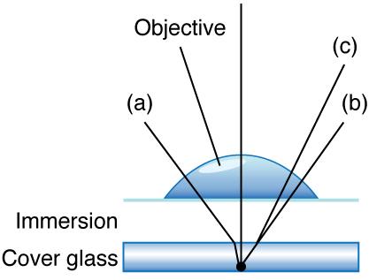 Diagram of paths of light from a specimen and refracting through air, water, and oil.
