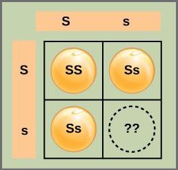 The figure shows a table with two columns and two rows. From left to right, the columns are labeled uppercase s, lowercase s. From top to bottom, the rows are labeled uppercase S, lowercase S.  Three of the cells contain two letters each. The top left cell contains uppercase S and uppercase S. The top right cell contains uppercase S and lowercase s. The bottom left cell contains uppercase S and lowercase S. The bottom right row contains a question mark.