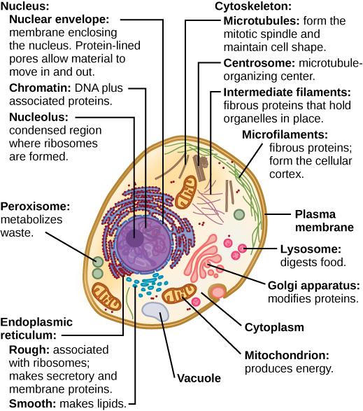Part a: This illustration shows a typical eukaryotic animal cell, which is egg shaped. The fluid inside the cell is called the cytoplasm, and the cell is surrounded by a cell membrane. The nucleus takes up about one-half the width of the cell. Inside the nucleus is the chromatin, which is composed of DNA and associated proteins. A region of the chromatin is condensed into the nucleolus, a structure where ribosomes are synthesized. The nucleus is encased in a nuclear envelope, which is perforated by protei