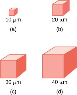 This figure depicts four simple cuboidal epithelial cells with different surface areas. Cube a, at 10 micrometers, Cube b at 20 micrometers, Cube c, 30 micrometers. Cube d, 40 micrometers.