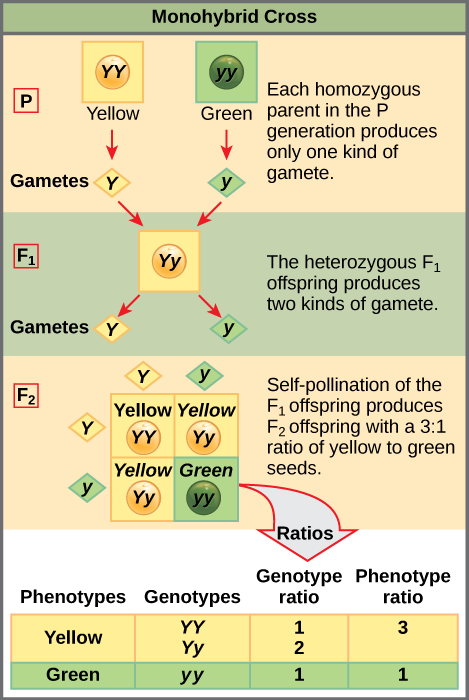 This illustration shows a monohybrid cross. In the P generation, one parent has a dominant yellow phenotype and the genotype YY, and the other parent has the recessive green phenotype and the genotype yy. Each parent produces one kind of gamete, resulting in an F_{1} generation with a dominant yellow phenotype and the genotype Yy. Self-pollination of the F_{1} generation results in an F_{2} generation with a 3 to 1 ratio of yellow to green peas. One out of three of the yellow pea plants has a dominant gen