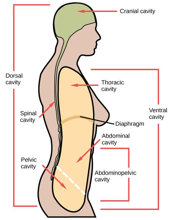 Illustration shows a cross-sectional side view of the upper part of a human body. The entire head region above the eyes and to the back of the head and a long thin strip from this region down the back is shaded to indicate the dorsal cavity. The head is labeled cranial cavity and the long thin region down the back is the spinal cavity. A large oblong area shaded at the front of the body indicates the ventral cavity. It is labeled from top to bottom as thoracic cavity, diaphragm (thin line separating regio