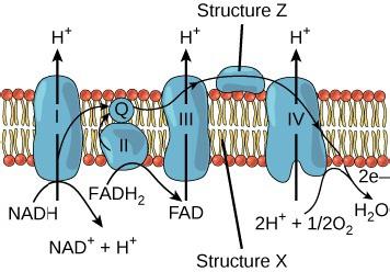 The figure shows a portion of a cell membrane, which is labeled Structure X. Four protein complexes, labeled I, II, III, and IV, are embedded in the membrane. A structure labeled Structure Z rests on one surface of the membrane. On the other side of the membrane, protein complex I converts N A D H into N A D plus and a hydrogen ion, and releases an electron in the process. Complex II converts F A D H 2 into F A D, and releases an electron in the process. The two electrons are shuttled to a molecule labele