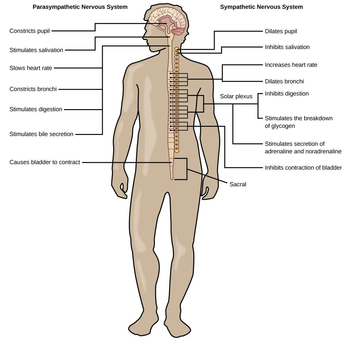 Illustration shows the effects of the sympathetic and parasympathetic systems on target organs, and the placement of the preganglionic neurons that mediate these effects. The parasympathetic system causes pupils and bronchi to constrict, slows the heart rate, and stimulates salivation, digestion, and bile secretion. Preganglionic neurons that mediate these effects are all located in the brain stem. Preganglionic neurons of the parasympathetic system that are located in the sacral cause the bladder to cont