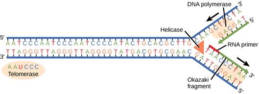 A diagram of D N A replication is shown in this figure. Two parent strands of D N A color coded in blue are shown separating at the replication fork. The nucleoside bases are also color coded and are depicted as being bound to their complimentary bases on the individual strands of D N A. The telomerase and D N A polymerase enzymes are labeled separately and are both depicted as an oval shaped structure. The helicase enzyme is also labeled and is depicted in the shape of a triangle. The R N A primer is lab