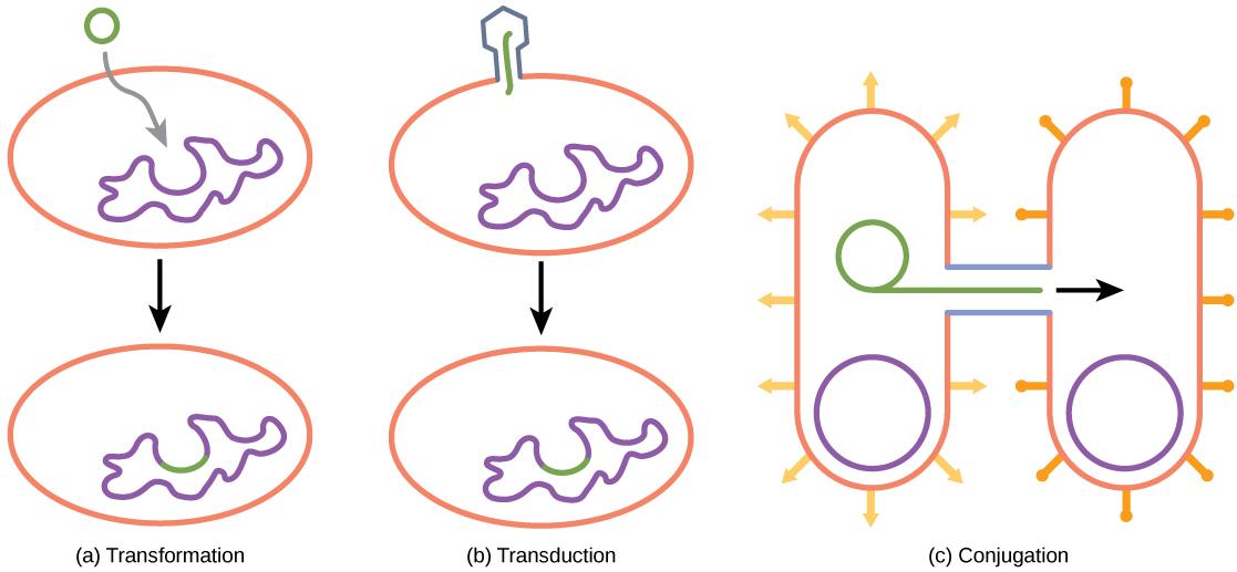 Illustration A shows a small, circular piece of DNA being absorbed by a cell. Illustration C shows a bacteriophage injecting DNA into a prokaryotic cell. The DNA then gets incorporated in the genome. Illustration C shows two bacteria connected by a pilus. A small loop of DNA is transferred from one cell to another via the pilus.