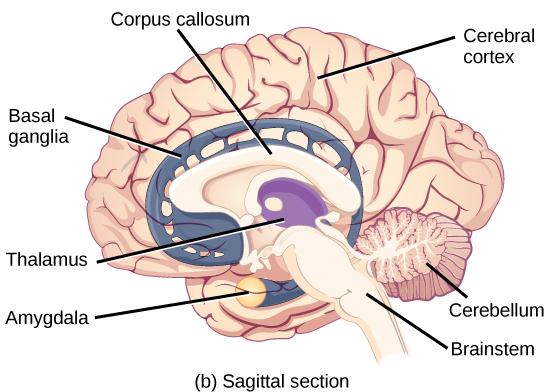 This figure shows two illustrations side by side. The right figure shows the coronal section of the human brain. The left figure shows the sagittal sections of the human brain.
