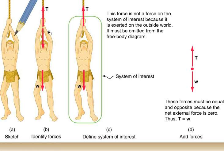 Four diagrams are shown: a, b, c, and d. Diagram a shows a sketch of Tarzan hanging motionless from a vine. Diagram b shows the same sketch as diagram a, but includes force vectors. A tension force vector points upward from Tarzan's hands to show tension exerted on Tarzan by the vine. Another tension force vector points downward from Tarzan's hands to show the force exerted on the vine by Tarzan. A weight force vector points from Tarzan downward to show the force exerted on Tarzan by Earth’s gravity. Al