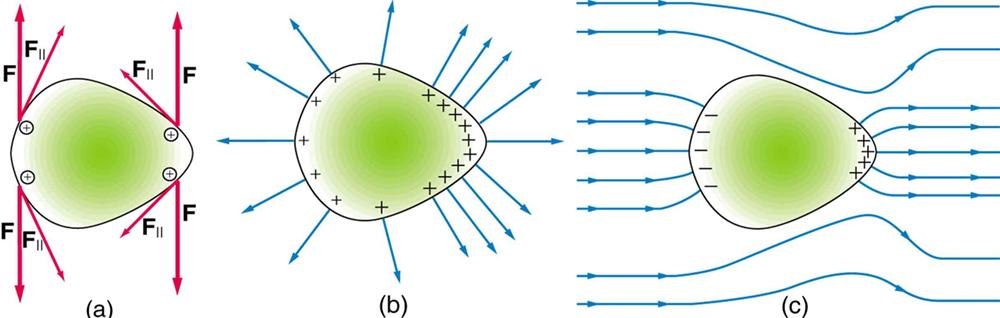 In part a, a conductor is shown with the unsymmetrical shape. The identical pair of charges at opposite ends on the conductor have similar components of forces represented by arrows. In part b, the unsymmetrical object has positive charge on its surface. The electric field lines are shown emerging perpendicular from the surface of the conductor represented by vector arrow. In part c, the field lines in and around the conductor running from left to right is shown. The left surface of the conductor has nega