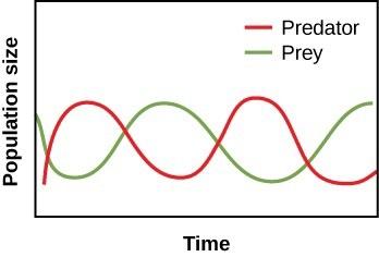 This is a figure with time on the x-axis and population size on the y-axis. One line represents predators and increases to a peak, drops to a low, increases to a peak, and drops to a low again. Another line represents prey and is at a minimum when the predator curve is at its first peak. The prey line is almost exactly opposite the predator line, reaching its minimum when the predator line peaks and its maximum when the predator line is at a minimum.