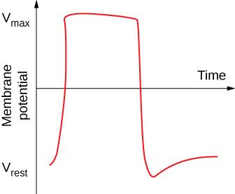 This is an image of a graph of Time versus Membrane potential. An upward-pointing black arrow is on the y-axis side of the graph. It is labeled Membrane potential. At the top of the arrow, V ma appears to the left. At the bottom of the y-axis, V rest appears to the left of the arrow. The line of the upward-pointing arrow is intercepted at its midway point by a black arrow pointing toward the right. This arrow is labeled Time. An open-ended rectangular structure overlaps the horizontal arrow, beginning at 