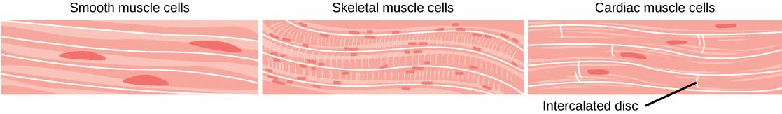 The smooth muscle cells are long and arranged in parallel bands. Each cell has a long, narrow nucleus. Skeletal muscle cells are also long but have striations across them and many small nuclei per cell. Cardiac muscles are shorter than smooth or skeletal muscle cells, and each cell has one nucleus.