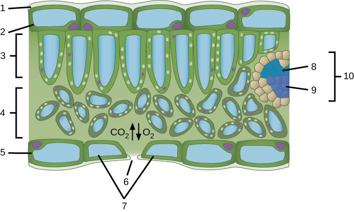 A leaf cross section illustration. A flat layer of rectangular cells make up the upper and lower epidermis, labelled 2 and 5 respectively. A cuticle layer protects the outside of both epidermal layers labelled 1. A stomatal pore, labelled 6, in the lower epidermis allows carbon dioxide to enter and oxygen to leave. Oval guard cells surround the pore, labelled 7. Sandwiched between the upper and lower epidermis is the mesophyll. The upper part of the mesophyll is comprised of columnar cells called palisade