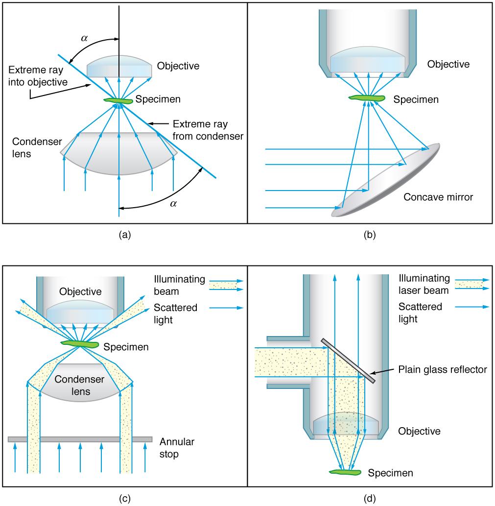 All four parts show ray diagrams of a specimen in different types of microscopes. Part a shows a ray diagram with rays through a condenser lens to the object and then up to the objective lens of the microscope. Part b shows an alternative arrangement where rays of light are reflected off a concave condenser mirror to the specimen and then up to the objective lens of the microscope. Part c shows dark field illumination where the illuminating light beam is fragmented by an annular stop so that its rays only