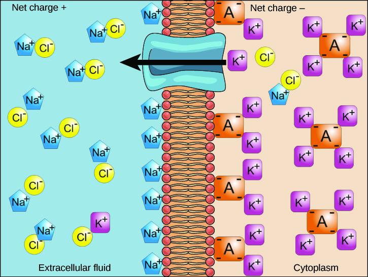 This illustration shows a membrane phospholipid bilayer in the middle of the image. On the left side of the membrane the area is labeled Net charge positive, Extracellular fluid with 8 positively charged sodium ions associated with 8 negatively charged chloride ions and 8 positively charged sodium ions lined up next to the heads of phospholipids of the extracellular fluid side of the membrane. There is one positively charged potassium ion associated with a negatively charged chloride ion in the extracellu