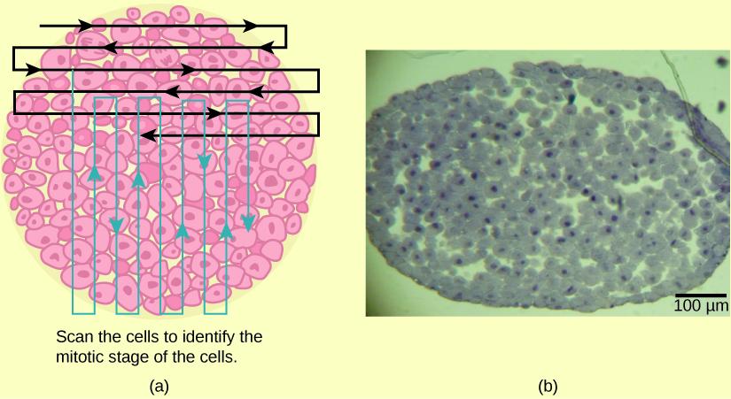 Left: This figure shows an illustration of whitefish blastula cells with a scanning pattern from right to left, and from top to bottom. Right: A micrograph of whitefish blastula cells in various phases of the cell cycle is shown.