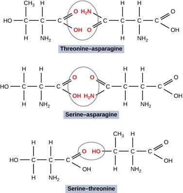 The figure shows three molecules. The first molecule is labeled Thre o nine hyphen aspara gine and shows an H O atom  attached with a single line  to 3 successive C atoms. The first C atom is attached to a C H 3 atom and an H atom. The second C atom is attached to another C atom and attached to an H atom and a N H 2 atom. The third C atom is attached an O H 2 N atom with two lines, and an O H O atom with one line.  The O H 2 N atom is attached to a C atom with one line and the O H O atom is attached to th