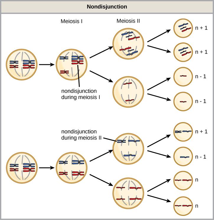 This illustration shows nondisjunction that occurs during meiosis I. Nondisjunction during meiosis I occurs when a homologous pair fails to separate, and results in two gametes with n + 1 chromosomes, and two gametes with n − 1 chromosomes. Nondisjunction during meiosis II would occur when sister chromatids fail to separate, and results in one gamete with n + 1 chromosomes, one gamete with n − 1 chromosomes, and two normal gametes.