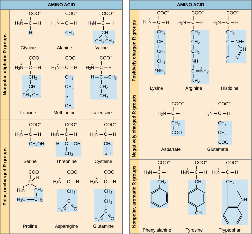 The molecular structures of the twenty amino acids commonly found in proteins are given. These are divided into five categories: nonpolar aliphatic, polar uncharged, positively charged, negatively charged, and aromatic. Nonpolar aliphatic amino acids include glycine, alanine, valine, leucine, methionine, and isoleucine. Polar uncharged amino acids include serine, threonine, cysteine, proline, asparagine, and glutamine. Positively charged amino acids include lysine, arginine, and histidine. Negatively char