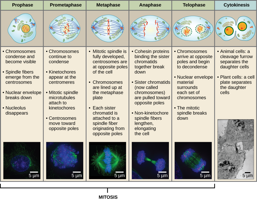 This diagram shows the five phases of mitosis and cytokinesis. During prophase, the chromosomes condense and become visible, spindle fibers emerge from the centrosomes, the nuclear envelope breaks down, and the nucleolus disappears. During prometaphase, the chromosomes continue to condense and kinetochores appear at the centromeres. Mitotic spindle microtubules attach to the kinetochores, and centrosomes move toward opposite poles. During metaphase, the mitotic spindle is fully developed, and centrosomes 