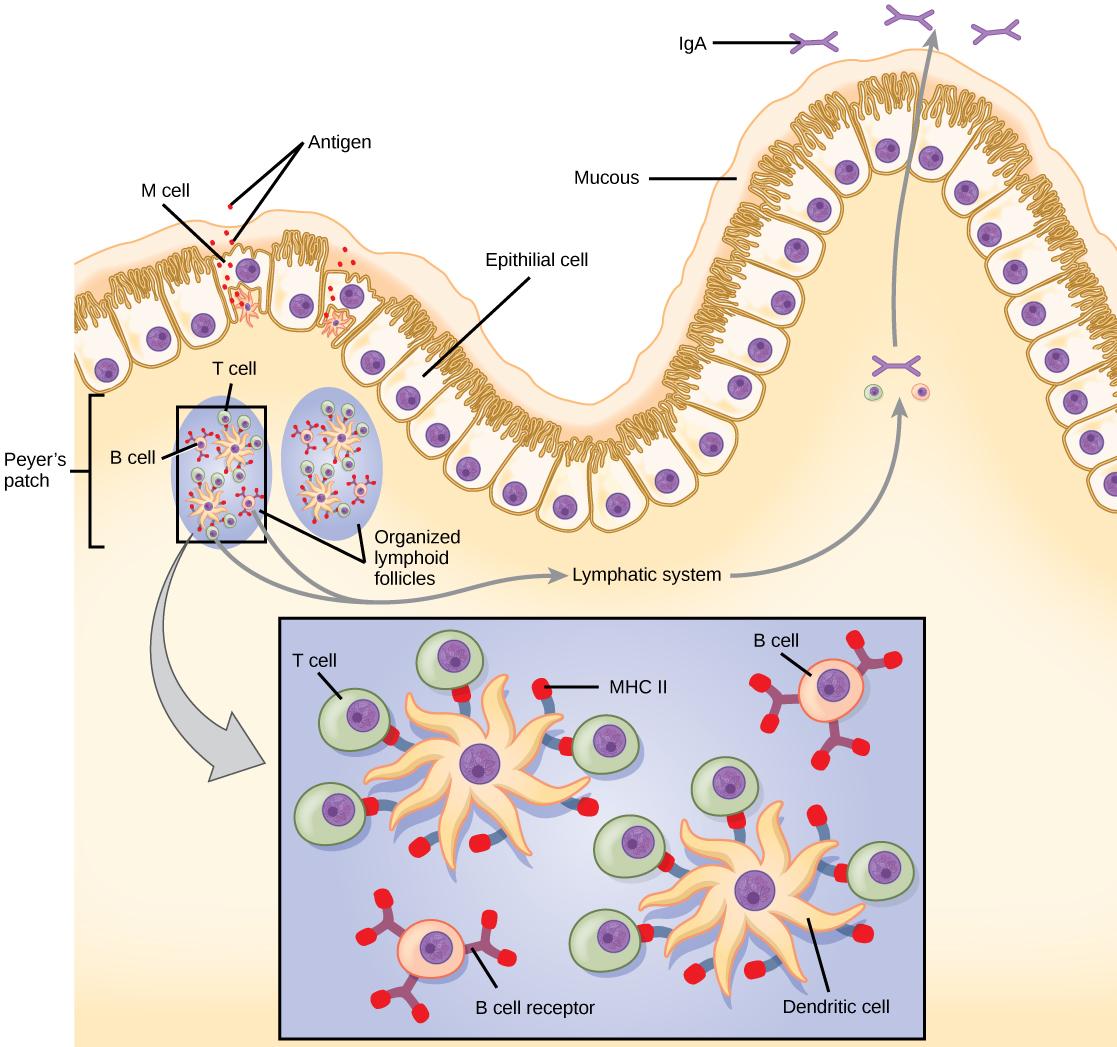 The intestine is lined with epithelial cells with hair-like cilia extending into the intestinal lumen. M cells are sandwiched between these epithelial cells, in bump-like projections in the intestinal lining. The M cells are shaped like an upside-down U, with the U forming a pocket on the interior surface. Antigens are taken up from the intestinal lumen by the M cells, and excreted into this U-shaped pocket. Dendritic cells in the pocket ingest the antigen, then migrate to an area below of the intestinal 