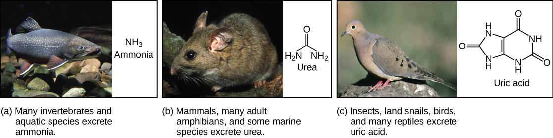 Part A shows a photo of a freshwater fish and states that many invertebrates and aquatic species excrete ammonia. The chemical structure of ammonia is NH3. Part B shows a photo of a wood rat and states that mammals, many adult amphibians, and some marine species excrete urea. The chemical structure of urea is shown. Urea has two NH2 groups attached to a central carbon. An oxygen is also double-bonded to this central carbon. Part C shows a photo of a pigeon and states that insects, land snails, birds, and 