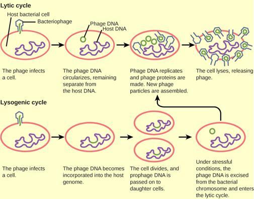 The bacteriophage lytic cycle begins when the phage attaches via a slender stalk to the host cell. Linear DNA from the viral head is injected into the host cell. The phage DNA circularizes, remaining separate from the host DNA. The phage DNA replicates, and new phage proteins are made. New phage particles are assembled. The cell lyses, releasing the phage. The bacteriophage lysogenic cycle begins the same way as the lytic cycle, with phage infecting a host cell. However, the phage DNA becomes incorporated