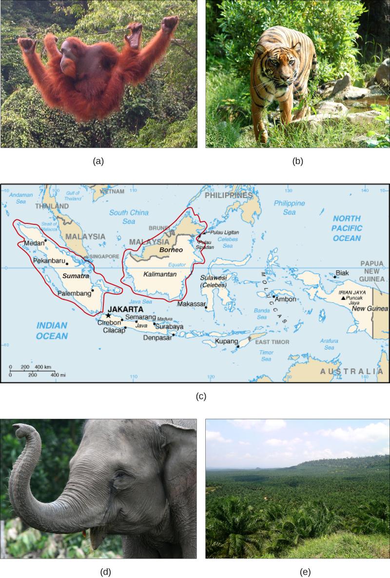 Photo A shows an orangutan hanging from a wire in a lush rainforest filled with many different kinds of vegetation.  Photo B shows a tiger. Map C shows the islands of Borneo and Sumatra in the south Pacific, just northwest of Australia. Sumatra is in the country of Indonesia. Half of Borneo is in Indonesia, and half is in Malaysia. Photo D shows a gray elephant. Photo E shows rolling hills covered with homogenous short, bushy oil palm trees.