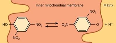 The image shows the inner mitochondrial membrane, with the matrix on the right and the intermembrane space on the left. Two similar ring-shaped molecules, each with 6 carbon atoms and 3 double bonds, are embedded in the membrane. Both molecules have 2 N O 2 groups attached at nonadjacent carbon atoms. The first ring-shaped molecule, which is located on the left near the intermembrane space, also has an O H group attached. The second ring-shaped molecule, which is located on the right near the matrix, has 