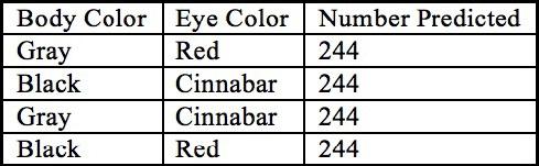 A table shows the predicted body and eye color resulting from a cross between flies. 244 flies are predicted to have a gray body and red eyes. 244 flies are predicted to have a black body and cinnabar eyes. 244 flies are predicted to have a gray body and cinnabar eyes. 244 flies are predicted to have a black body and red eyes.