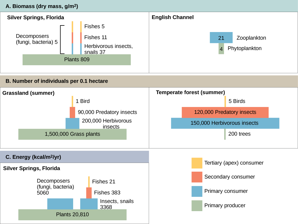 Part A: on the left is a pyramid diagram of the number of individuals per 0.1 hectare in a summer grassland. There are 1,500,000 grass plants, 200,000 herbivorous insects, 90,000 predatory insects, and 1 bird. Part A: on the right is a pyramid diagram of organisms per 0.1 hectare in a temperate forest. There are 200 trees, 150,000 herbivorous insects, 120,000 predatory insects, and 5 birds. Part B: on the left is a pyramid diagram of dry biomass in grams per meter squared in the English Channel. The bioma
