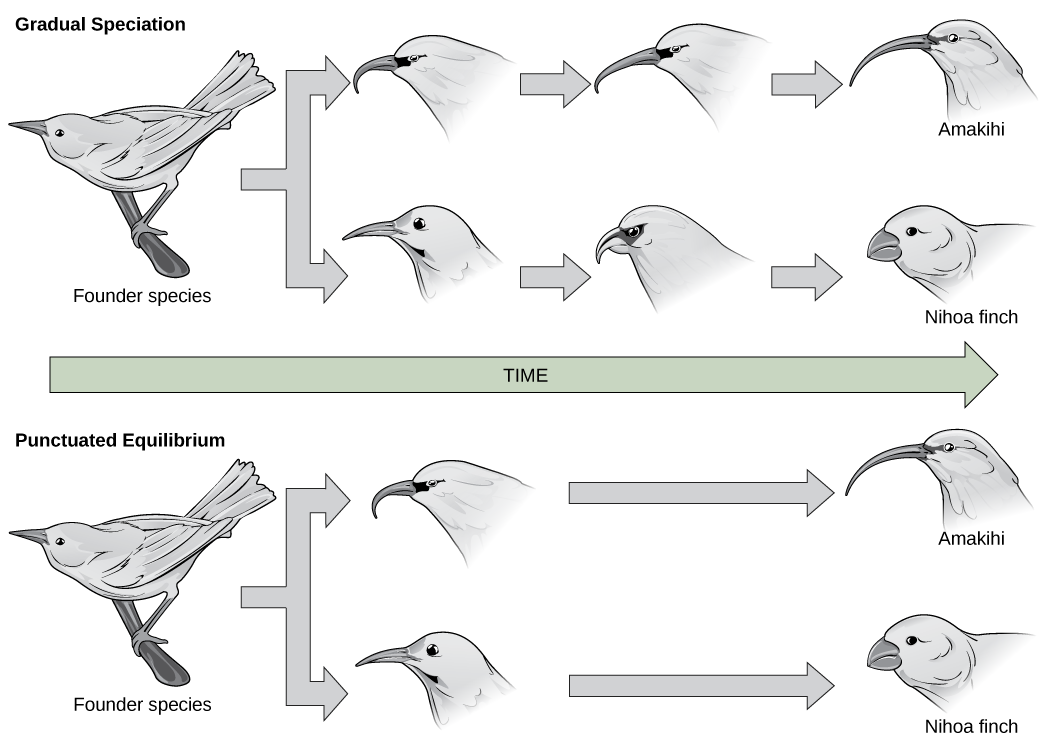 In the gradual speciation example, a founder species of bird diverges into one species with a hooked beak, and another with strait beak. Over time, the hooked beak gets longer and thinner, and the straight beak gets shorter and fatter. In the punctuated equilibrium example, as in the graduated speciation example, the founder species diverges into one species with a hooked break and another with a straight beak. However, in this case the hooked and straight beaks gives rise immediately to long, thin and sh