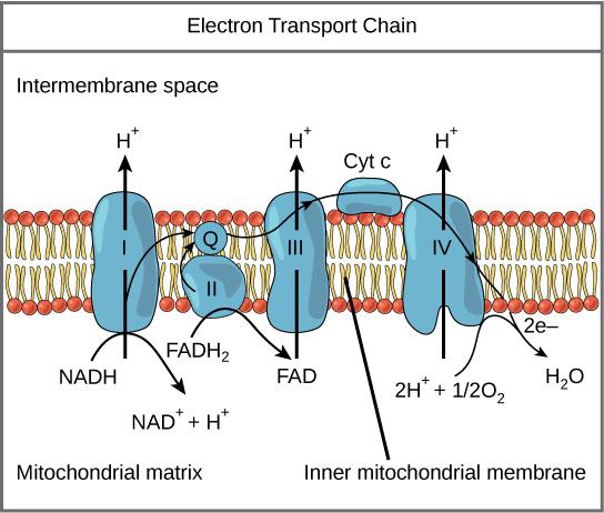 The figure shows a portion of the inner mitochondrial membrane, with the intermembrane space on the outside and the mitochondrial matrix on the inside. Four protein complexes, labeled I, II, II, and IV, are embedded in the membrane. A fifth protein, labeled cytochrome c rests on the surface of the membrane facing the intermembrane space. On the matrix side of the membrane, protein complex I converts N A D H into N A D plus and a hydrogen ion, and releases an electron in the process. Complex II converts F 