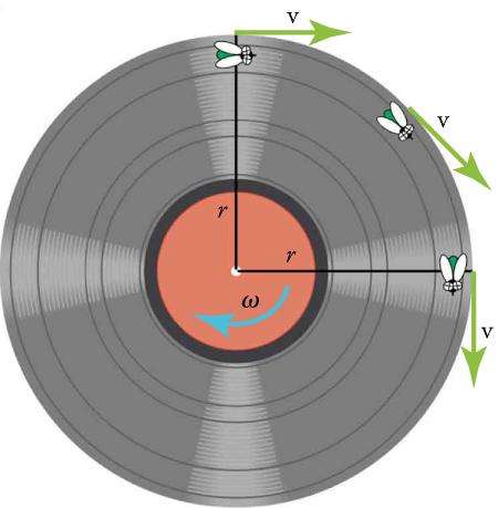 The figure shows an illustration of a vinyl record with an arrow omega (angular velocity) pointing in a clockwise direction. There are two lines for the radius, marked r, one going from the center up and the other going from the center to the right. There are three flies on the record. One is positioned at the top of the record on the vertical radius. A v (velocity) arrow points to the right. A second fly is half-way around the circumference toward the horizontal radius and an arrow v is pointing tangenti