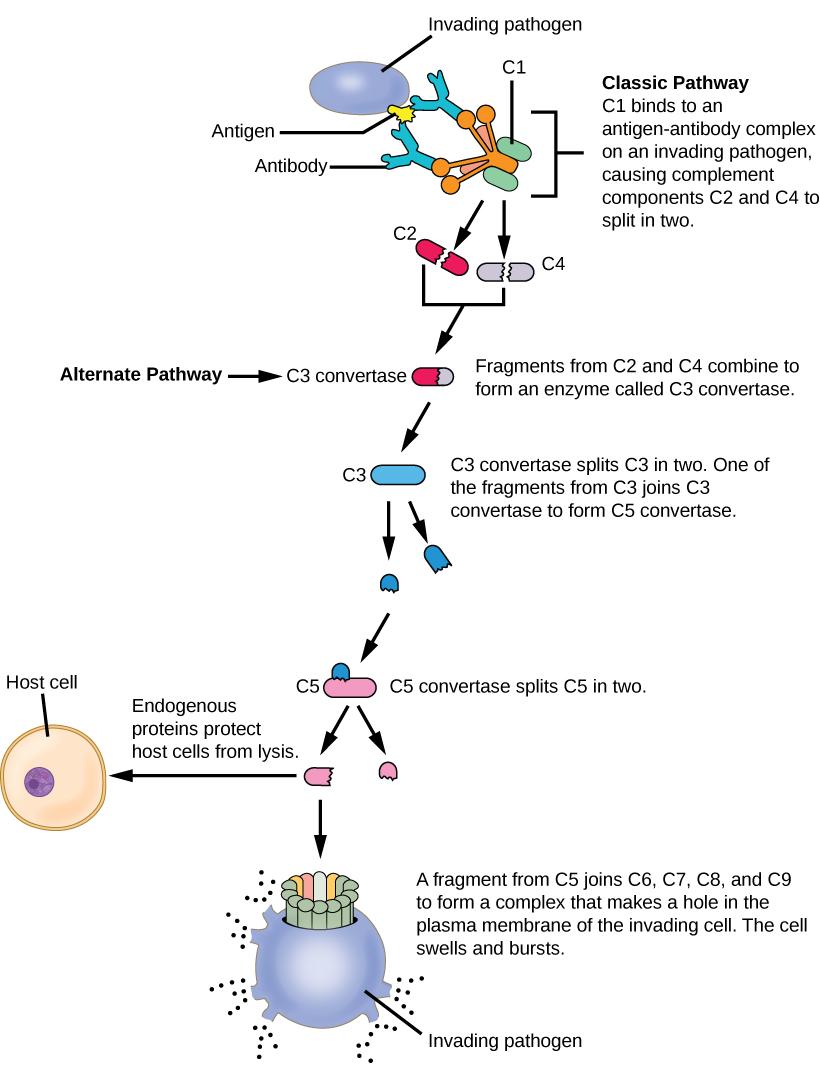Illustration shows an invading pathogen with an antigen on its surface. In the classic pathway for complement activation, host antibodies bind the antigen, and C1 binds the antibody. The C1-antibody complex causes C2 and C4 each to split in two. Fragments from C2 and C4 each joins together to form an enzyme called C3 convertase. C3convertase splits C3 in two. One of the fragments from C3 joins C3 convertase to form C5 convertase. C5 convertase splits C5 in two. A fragment from C5 joins C6, C7, C8, and C9 