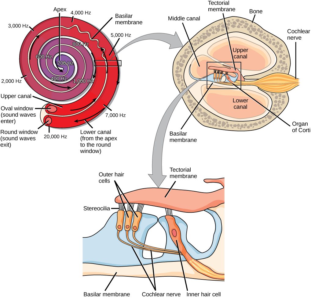 A series of three illustrations are shown. The top illustration shows a cochlea, which is shaped like a snail shell with two parallel chambers, the upper chamber and the lower chamber, coiling from the outside in. These chambers are separated by a flexible membrane basilar membrane. The oval window covers the inner of these parallel chambers. Sound waves enter here, and travel to the middle, or apex, of the coil. The membrane separating the two chambers gets thinner from the outside in, such that is vibra