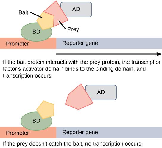 In two-hybrid screening, the binding domain of a transcription factor is separated from the activator domain. A bait protein is attached to the DNA-binding domain of a transcription factor, and a prey protein is attached to the activator domain. If the prey catches the bait (in other words, binds to it), transcription of a reporter gene occurs. If the prey does not catch the bait, no transcription occurs. Scientists use this transcriptional activation to determine if interaction between the bait and prey 