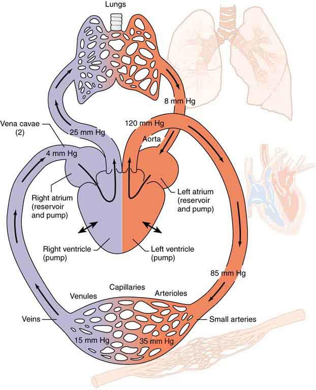 Figure is a schematic diagram of the circulatory system. The lungs, heart, arteries and vein systems are shown. The blood is shown to flow from the left atrium through the arteries, then through the veins and back to the right atrium. The flow is also shown from right atrium to the lungs and from lungs back to left atrium. All parts of the system are labeled. Pressure various points of the system all along the movement of blood across various parts are also marked.