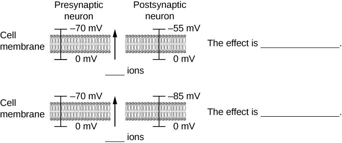 This figure shows a diagram of the membrane voltage of the pre- and postsynaptic neurons. At the top of the image, a membrane of a presynaptic neuron appears on the left. The label Cell membrane appears to the left of the membrane. The extracellular side of the membrane is labeled at a voltage of negative 70 m V. The intracellular side is labeled as 0 m V. On the right, a membrane of a postsynaptic neuron appears. The extracellular side of the membrane is labeled negative 55 m V. The intracellular side of