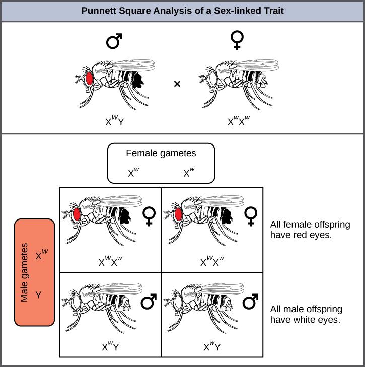This illustration shows a Punnett square analysis of fruit fly eye color, which is a sex-linked trait. A red-eyed male fruit fly with the genotype X^{w}Y is crossed with a white-eyed female fruit fly with the genotype X^{w}X^{w}. All of the female offspring acquire a dominant W allele from the father and a recessive w allele from the mother, and are therefore heterozygous dominant with red eye color. All of the male offspring acquire a recessive w allele from the mother and a Y chromosome from the father 