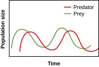 This is a figure with time on the x-axis and population size on the y-axis. One line represents prey and increases to a peak, drops to a low, increases to a peak, and drops to a low again. Another line represents predators and is at a minimum when the predator curve is at its first peak, and then increases to reach its peak slightly later in time than the predator peak. The predator line increases and decreases slightly offset in time from the predator curve.