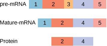 The image shows pre-m R N A, mature m R N A, and protein. The pre-m R N A has five regions labeled 1, 2, 3, 4, 5. The mature m R N A has four regions labeled 1, 2, 4, 5. The protein has two regions labeled 2, 4.