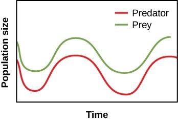 A figure of the population size for predators and prey as a function of time, with both curves having the same time dependence and the prey curve being always lager than the predator curve.