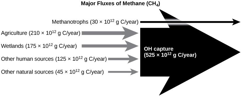 A figure labeled Major Fluxes of Methane (C H 4). Five arrows pointing to the right towards a larger arrow that is also pointing right. The first arrow is labeled Methanotrophs (30 x 10^12 g C/year). The second arrow is labeled Agriculture (219 x 10^12 g C/year). The third arrow is labeled Wetlands (175 x 10^12 g C/year). The fourth arrow is Other human sources (125 x 10^12 g C/year). The fifth arrow is labeled Other natural sources (45 x 10^12 g C/year). The large arrow is labeled O H capture (525 x 10^1