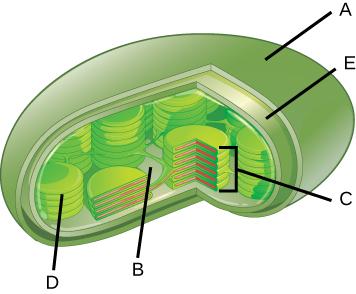 A diagram shows a chloroplast with part labels A, B, C, and D. Part A is a continuous structure that surrounds the entire chloroplast. Part E is a continuous structure that also surrounds the chloroplast, just inside structure A. Part B is the fluid-filled space inside structures A and E. Part C is a structure within part B that looks like a stack of pancakes. Part D is a single pancake within this stack.