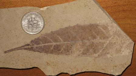 R4sci0009leaf%20fossil